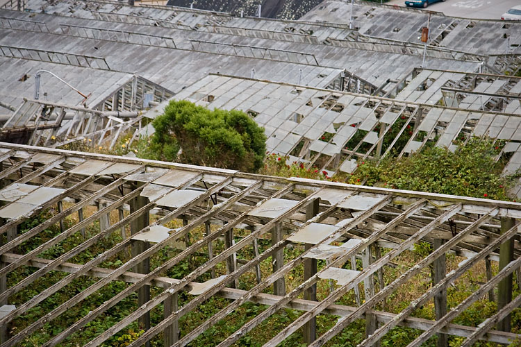 Abandoned Glasshouse