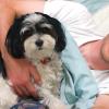 A Boy and His Dog