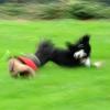Dog Eat Dog : Enzo vs. Zevi