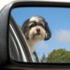 After a visit to "Beauty and the Beasts" Groomers