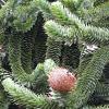Monkey Puzzle Tree