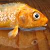 Fish Out of Water II
