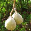 Fig Balls