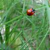 Ladybird Among The Blades