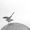 Seagull On Silver Dome