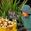 Fuji Apple Seller