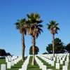 Cemetery Palms