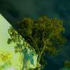 Green Tree Dream