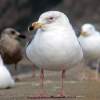 "A Flock Of Seagulls" Reunion Tour, Ocean Beach, San Francisco, CA