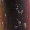 Ants Go Marching