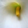 Calla Limp And Yellow
