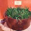 Grass In Copper Pot