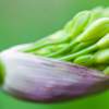 Agapantha Bud