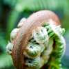 Fiddlehead Unfurling