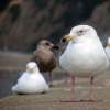 A Flock Of Seagulls: The Reunion Tour