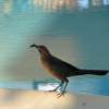 Bird With Cricket Beside Hotel Pool