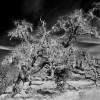 Crooked Tree