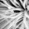 Epiphyte In Black & White