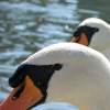 Swan Close-Up