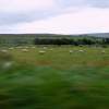 Lancashire Sheep At 60 MPH