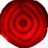 Beet Slice