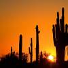 Saguaro Sunset