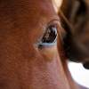Horse Eye And Muzze Nuzzle
