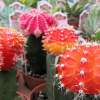 Succulents Are JUSTThat!